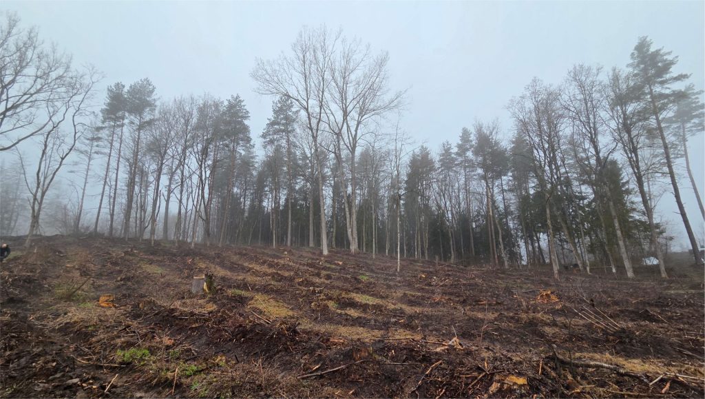 Kasmetinė miškasodžio tradicija – tvarumo iniciatyva